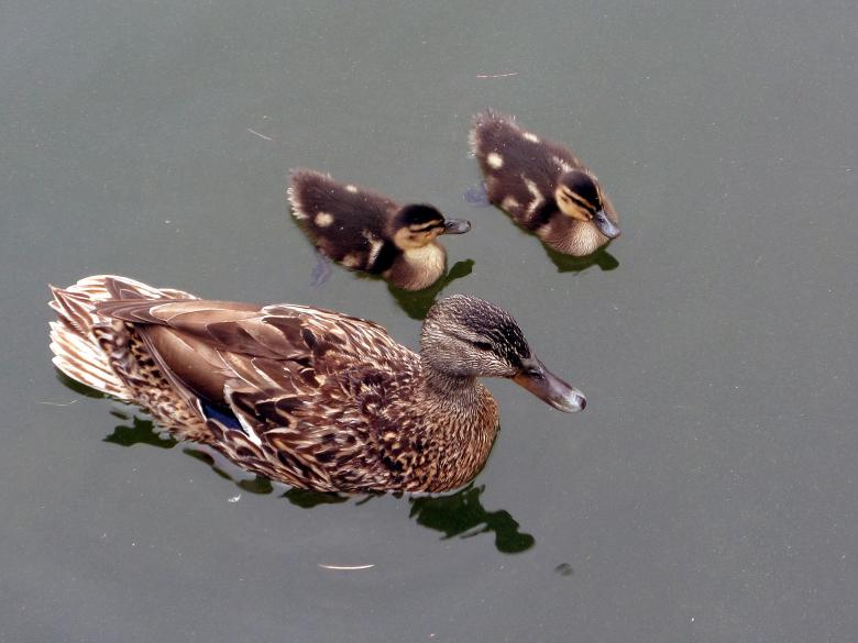 Free stock image of Mallard duck and chicks created by Chas Mac