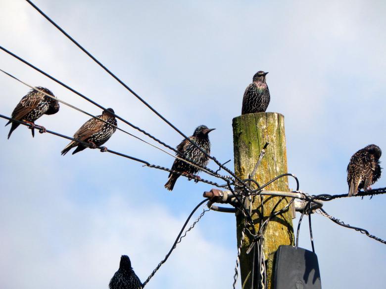 Free stock image of Starlings roosting created by Chas Mac