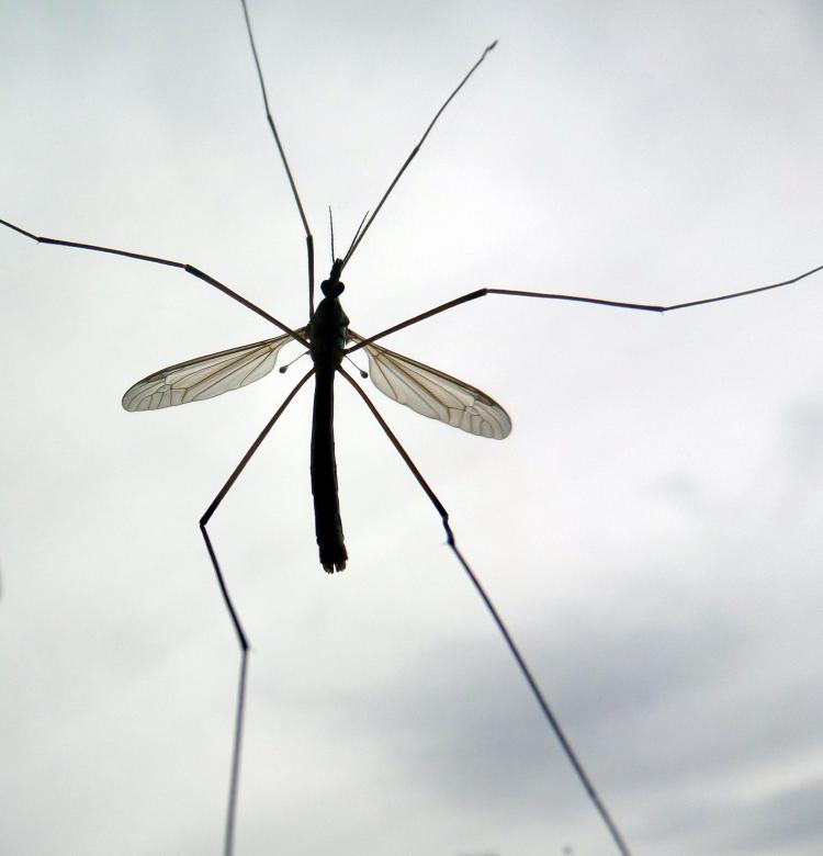Free stock image of Cranefly - silhouette created by Chas Mac