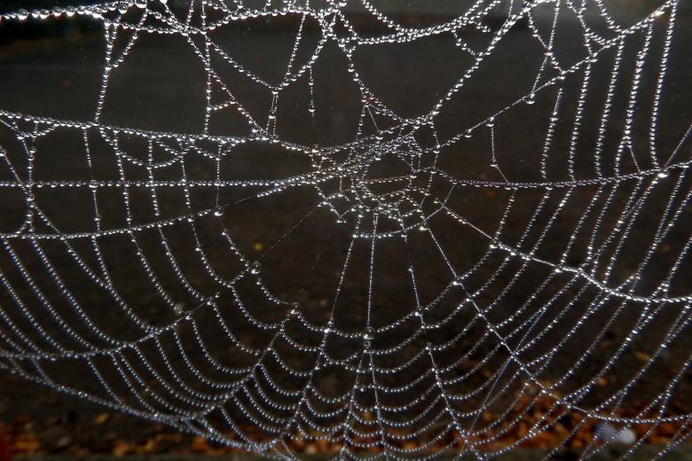 Free stock image of Dew soaked spiders web created by Chas Mac