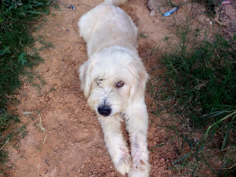 Free stock image of Cute, scruffy dog created by Chas Mac