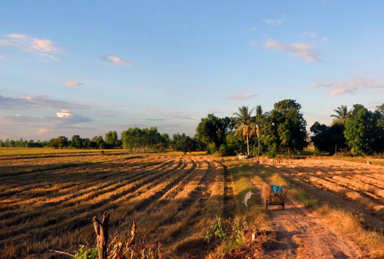 Free stock image of Harvested Isan Rice fields, Thailand created by Chas Mac