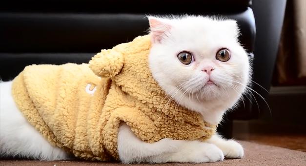 Exotic shorthair - Free Stock Photo