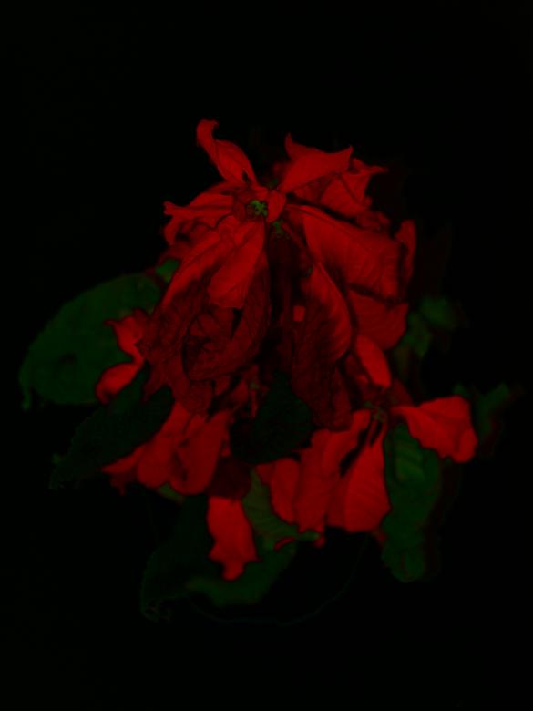 Free stock image of Almost dead flower created by Marko Mäkinen