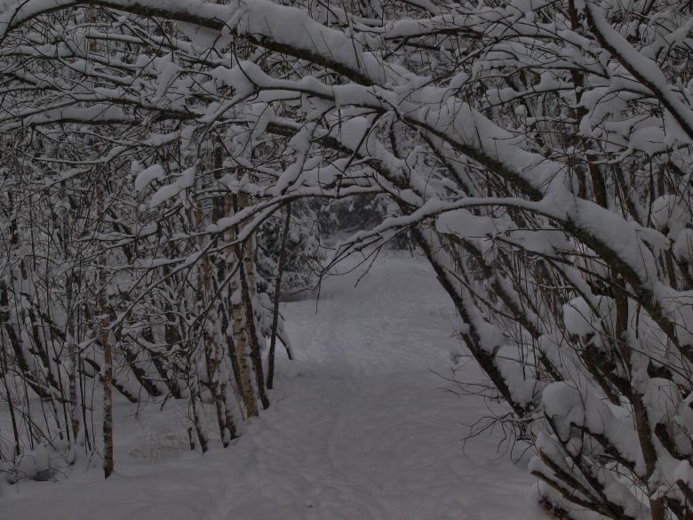 Free stock image of Winter created by Marko Mäkinen
