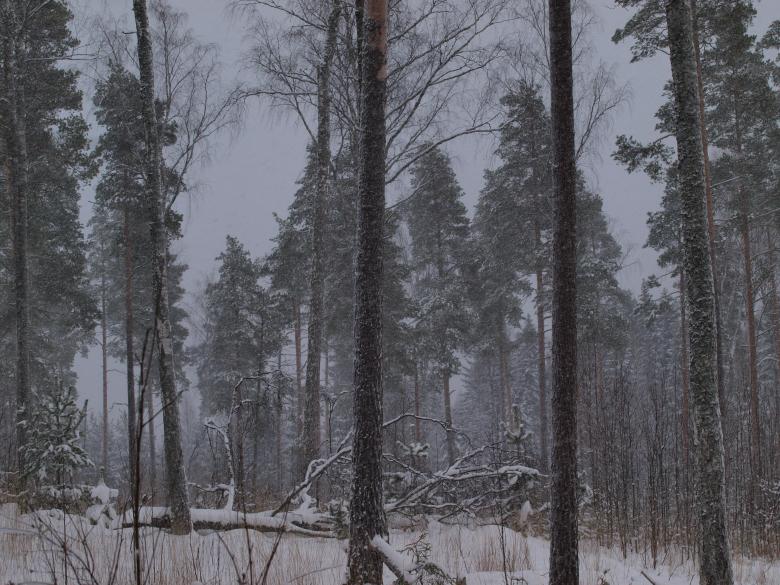 Free stock image of Winter created by Marko Mäkinen