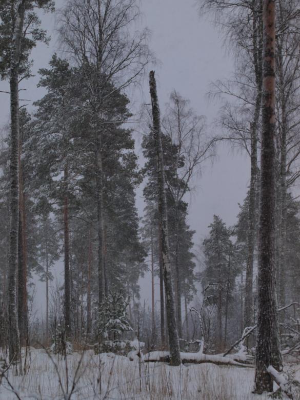 Free stock image of Winter created by Marko Mäkinen