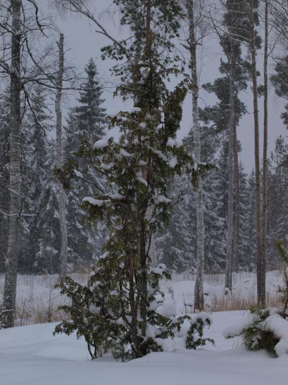 Free stock image of Winter created by Marko Mäkinen
