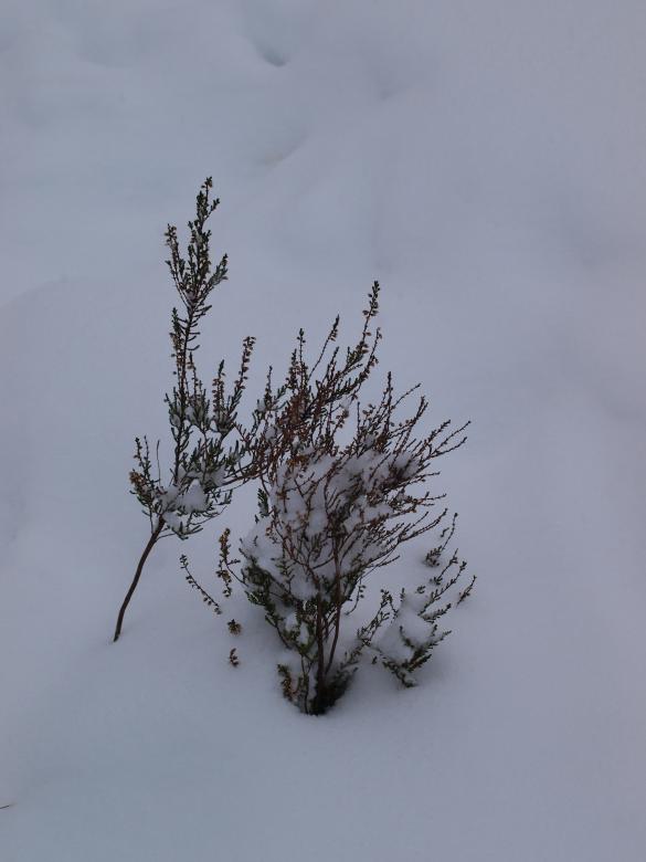Free stock image of Winter created by Marko Mäkinen
