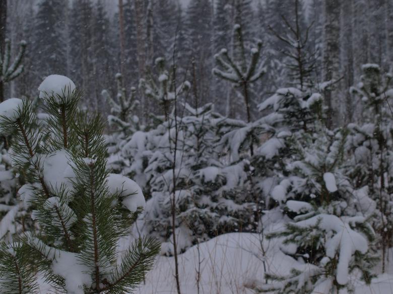 Free stock image of Winter created by Marko Mäkinen