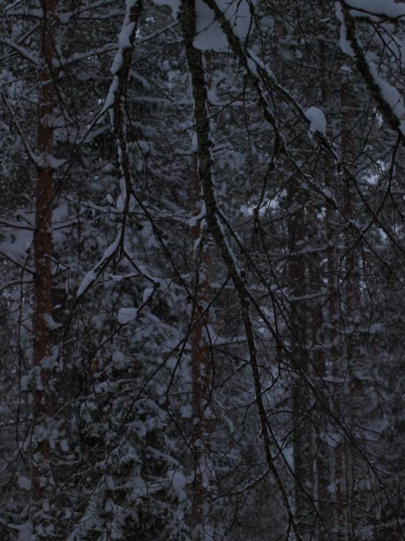 Free stock image of Winter created by Marko Mäkinen