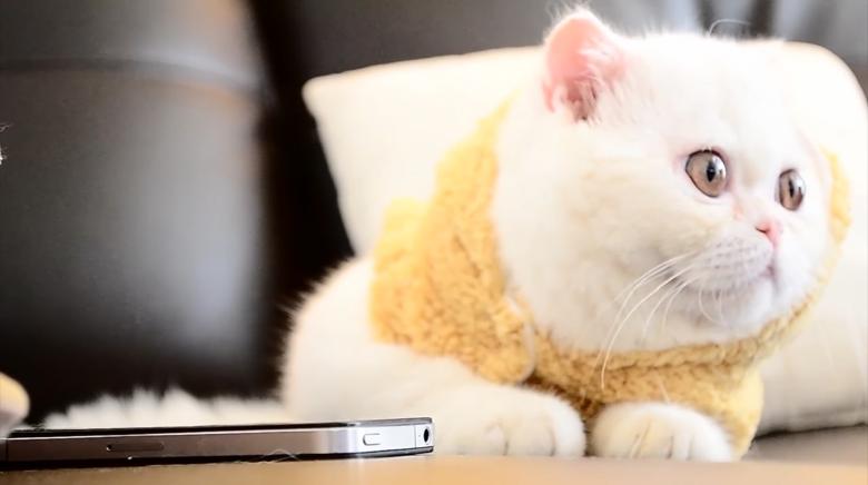 Free stock image of Exotic shorthair created by Cat & Co