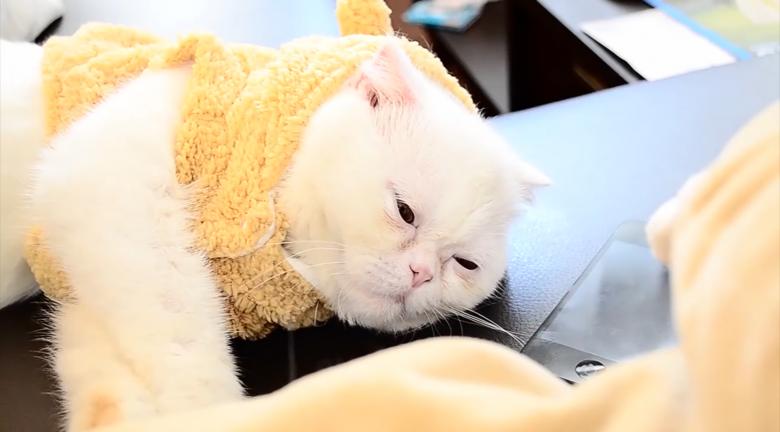 Free stock image of Exotic shorthair created by Cat & Co