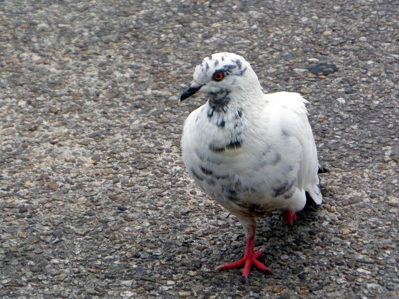 Free stock image of Pigeon created by Chas Mac