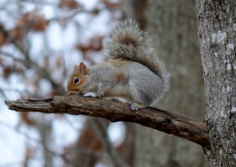 Free stock image of Squirrel created by Vincent alvino
