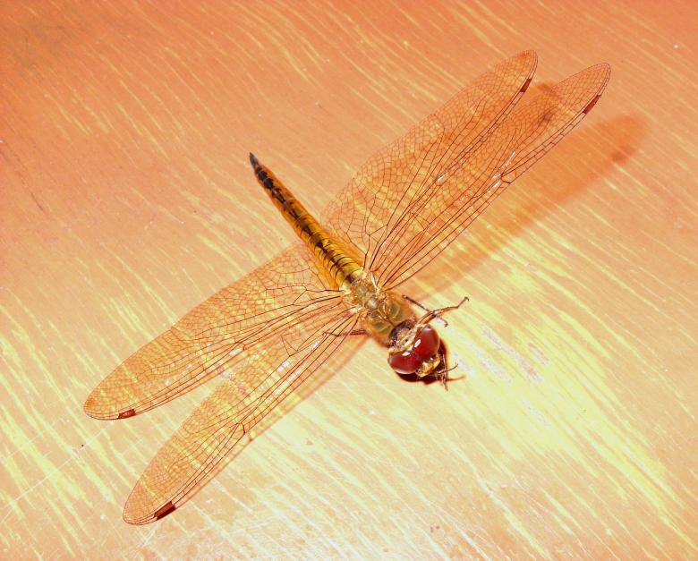 Free stock image of Dragonfly created by Chas Mac