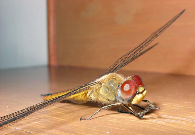 Free stock image of Dragonfly face created by Chas Mac