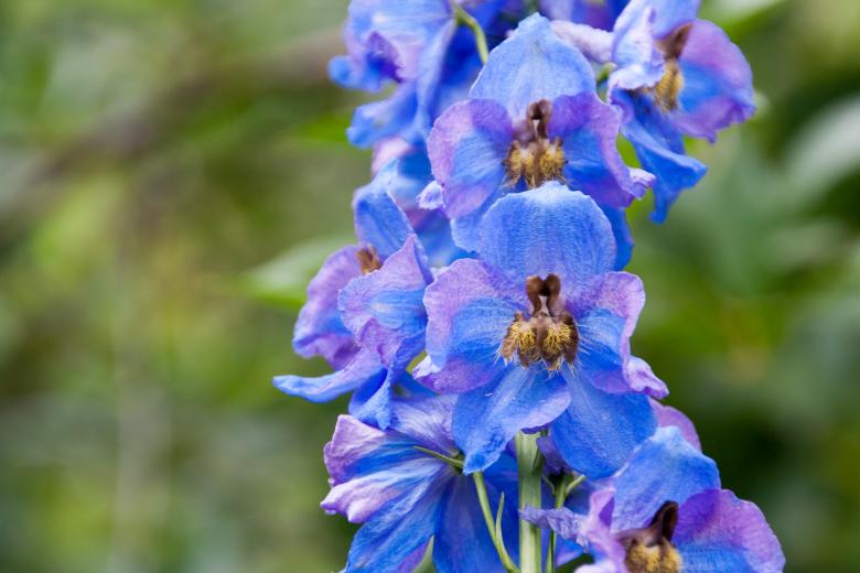 Free stock image of Blue flower created by 2happy