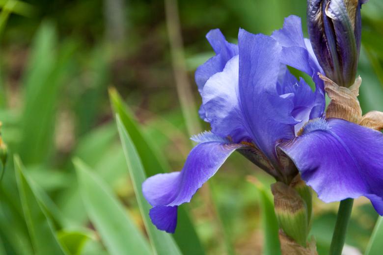 Free stock image of Blue flower created by 2happy