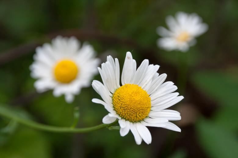 Free stock image of White flower created by 2happy