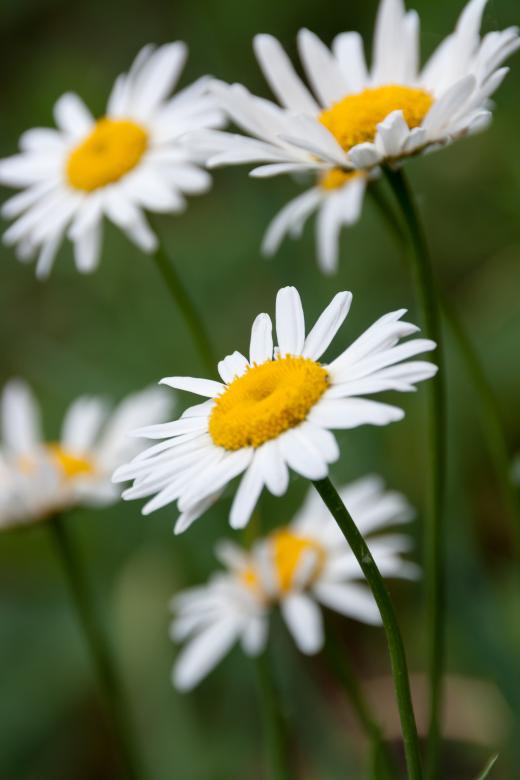 Free stock image of White flowers created by 2happy