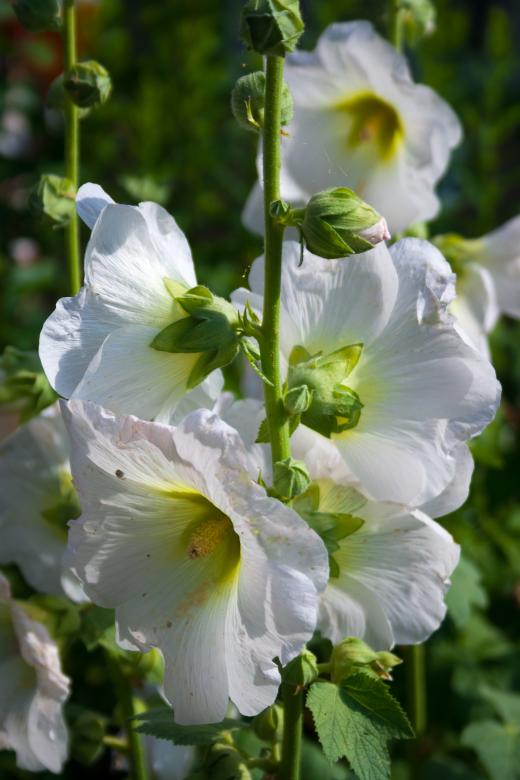 Free stock image of White flowers created by 2happy