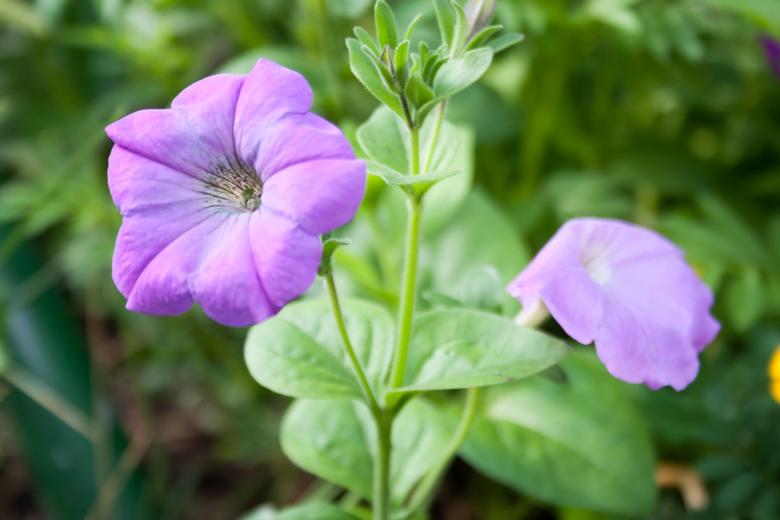 Free stock image of Pink flower created by 2happy