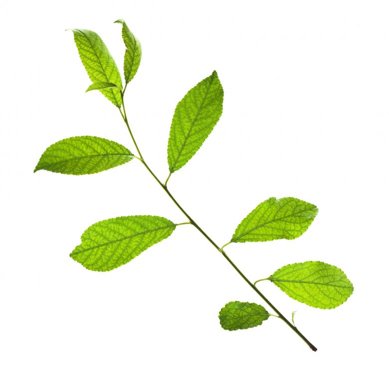 Free stock image of Green leaf created by 2happy
