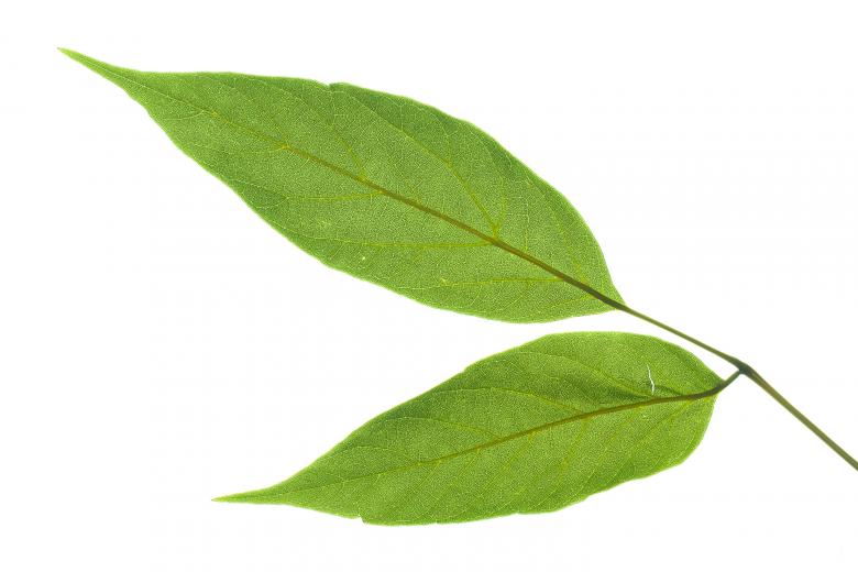 Free stock image of Green leaf created by 2happy