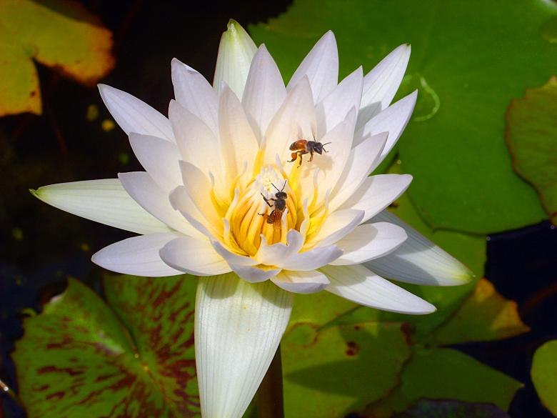 Free stock image of Bees on Lotus Flower created by Chas Mac