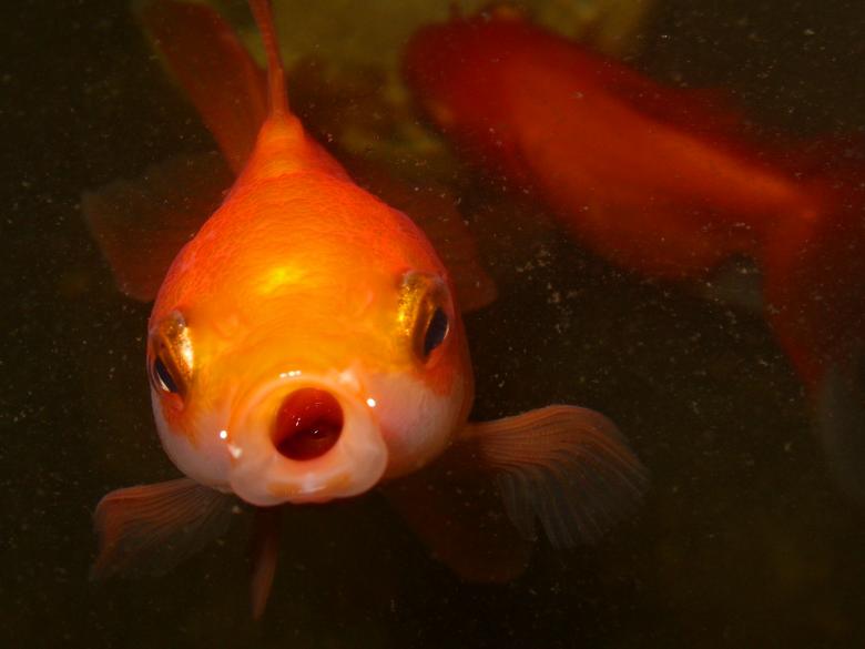 Free stock image of Goldfish face created by Chas Mac