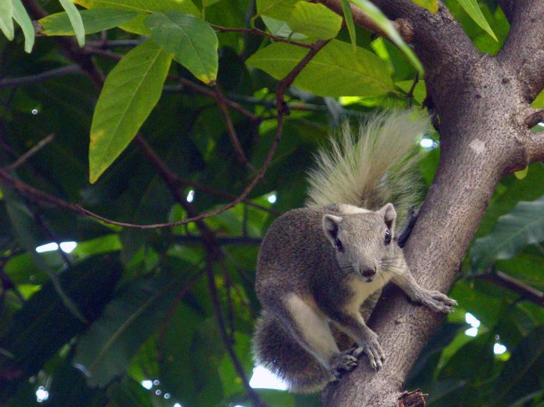 Free stock image of Thai squirrel created by Chas Mac