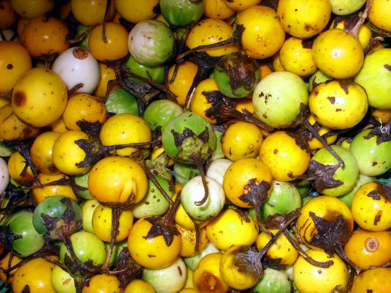 Free stock image of Yellow eggplant created by Chas Mac