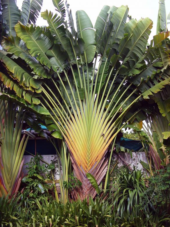Free stock image of Fan palm created by Chas Mac