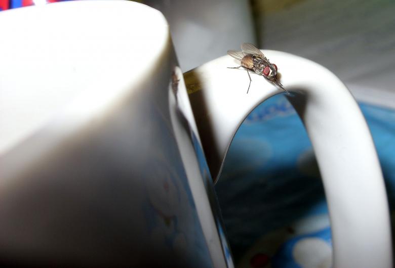 Free stock image of Fly on a cup created by Chas Mac