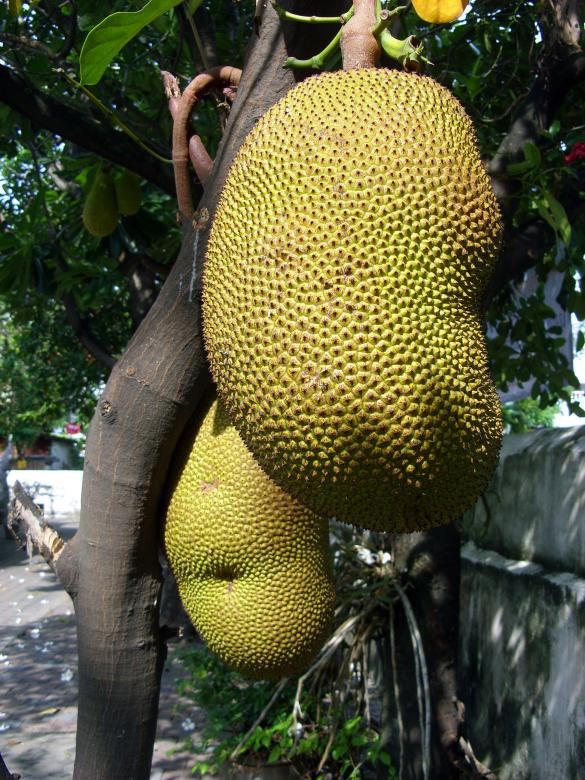 Free stock image of Jackfruit created by Chas Mac