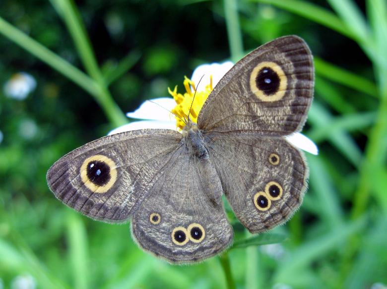Free stock image of Common 4-ring Butterfly created by Chas Mac