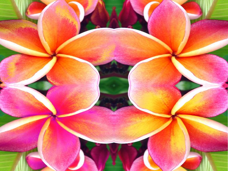 Free stock image of Floral symmetry abstract created by Chas Mac