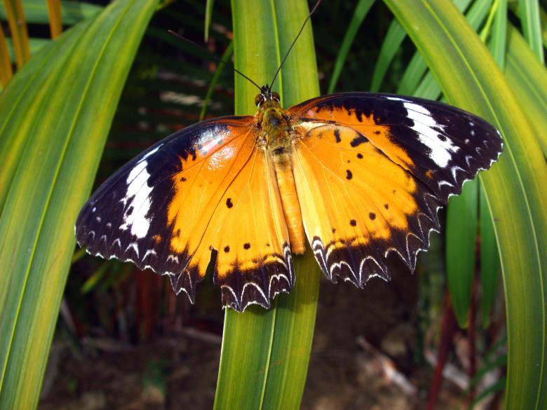 Free stock image of Orange Lacewing butterfly created by Chas Mac