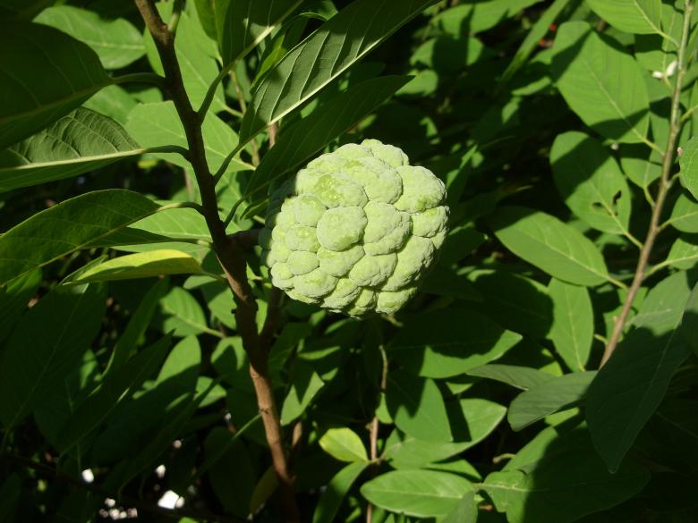 Free stock image of Custard apple - sugar apple created by Chas Mac
