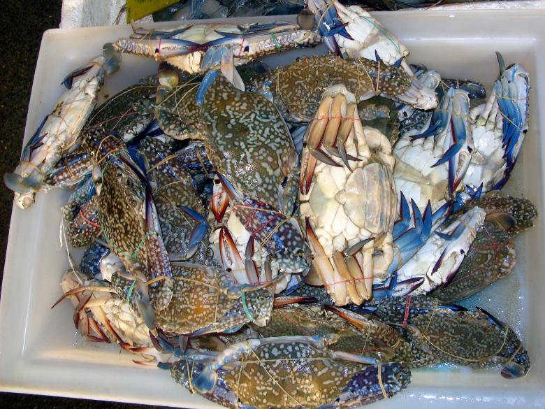 Free stock image of Fresh crabs created by Chas Mac