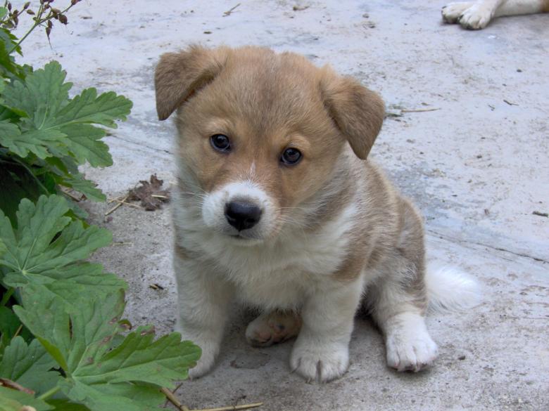 Free stock image of Cute dog created by Lucie Morel