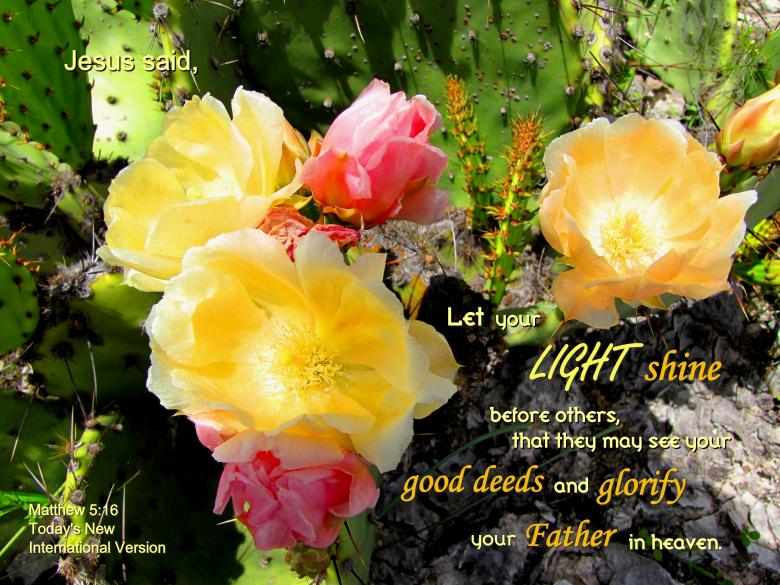 Free stock image of Light Shining created by DFNatureAwed