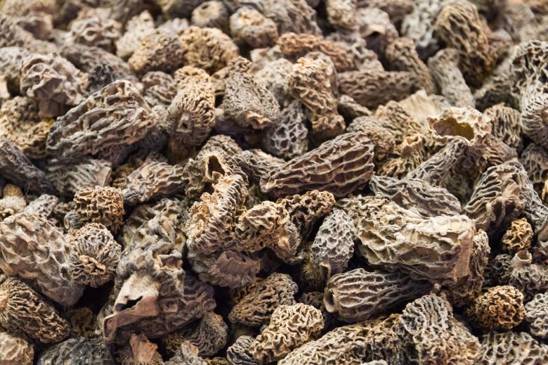 Free stock image of Morel mushrooms created by Geoffrey Whiteway