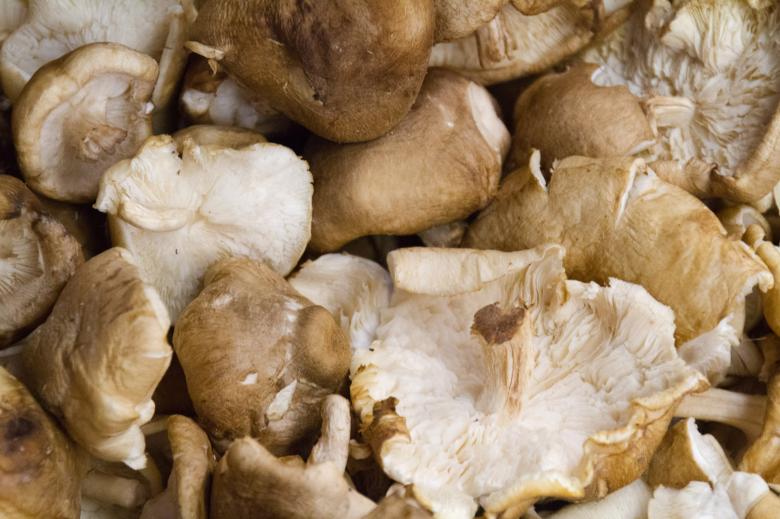 Free stock image of Shiitake mushrooms created by Geoffrey Whiteway