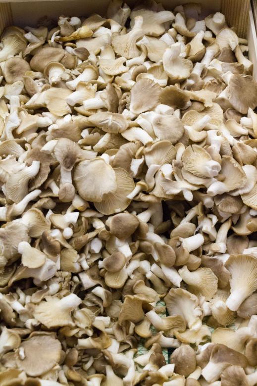 Free stock image of Shiitake mushrooms in a box created by Geoffrey Whiteway