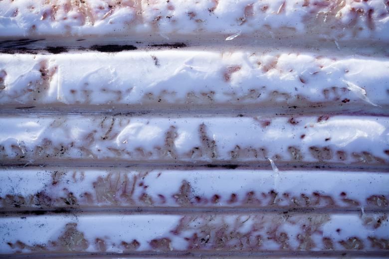 Free stock image of Whale Skin Texture created by Free Texture Friday