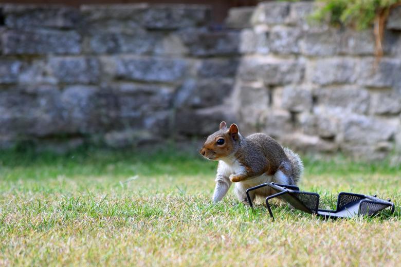 Free stock image of Grey squirrel created by Chas Mac