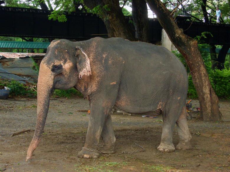 Free stock image of Asian Elephant created by Chas Mac
