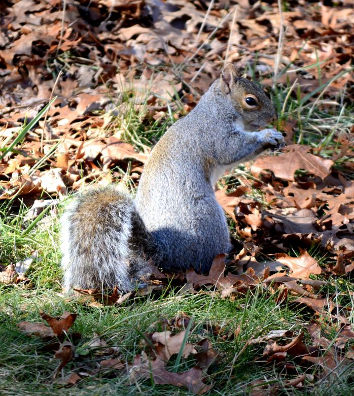 Free stock image of Squirrel created by Vincent alvino